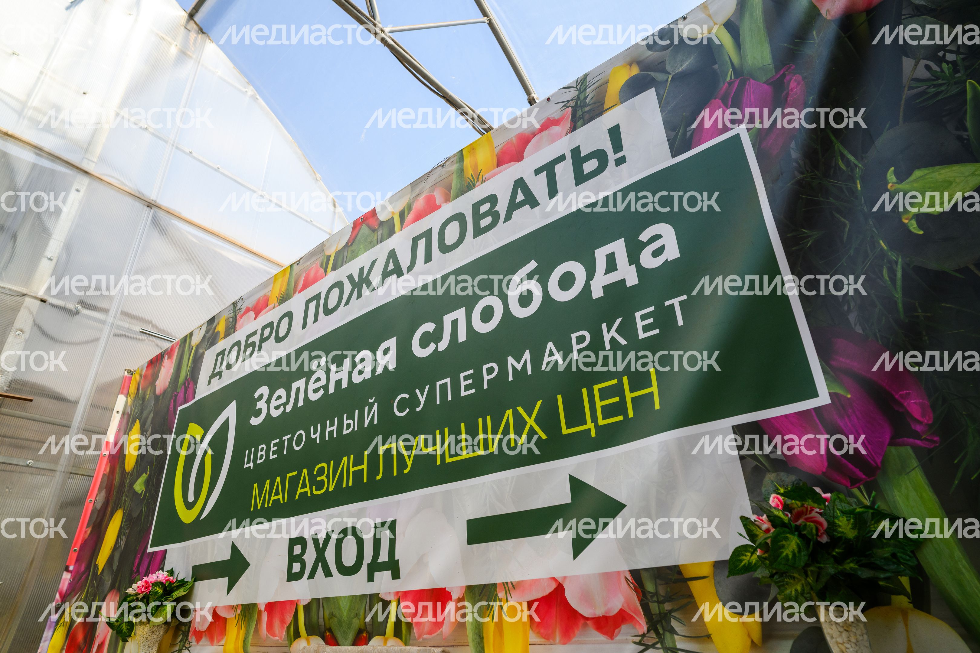 Рассада и цветы в горшках в садовом центре агрокомплекса «Цветком» в Раменском округе Рассада и цветы в горшках в садовом центре агрокомплекса «Цветком» в Раменском округе