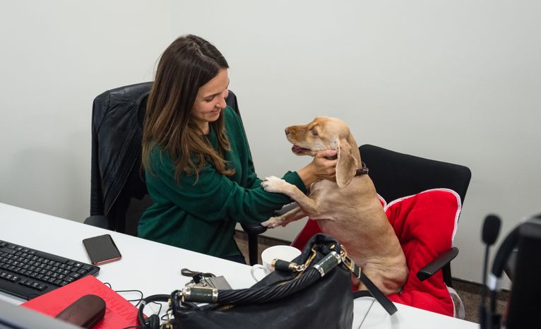 Pet‑friendly офис Purina