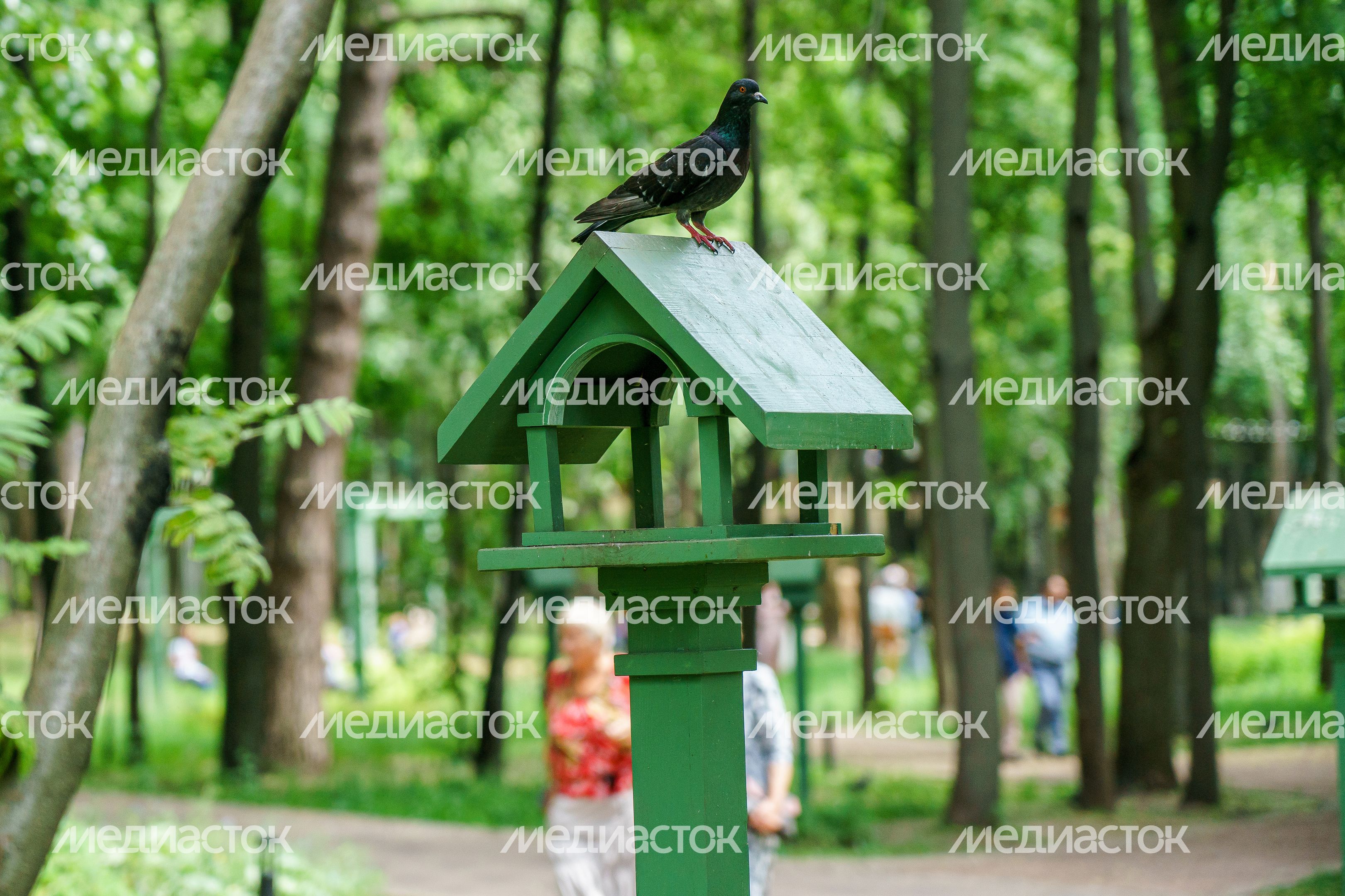 Раменский городской парк культуры и отдыха летом