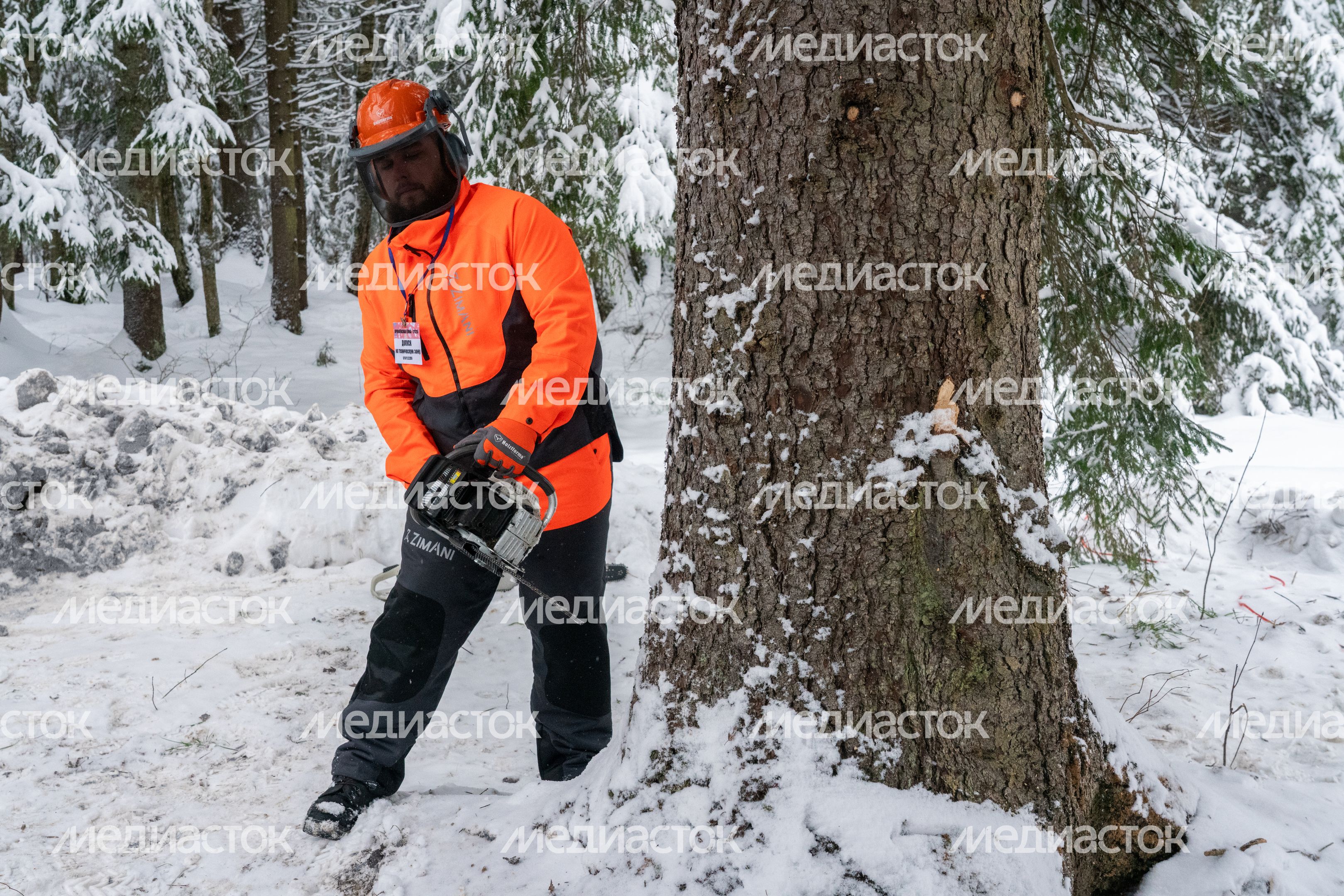 Кремлевскую ель спилили в Можайском округе Кремлевскую ель спилили в Можайском округе