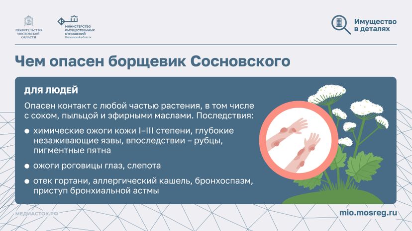 Борьба с борщевиком горизонталь 04