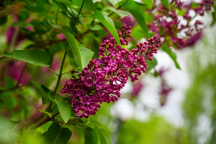 Сирень зацвела весной в Подмосковье
