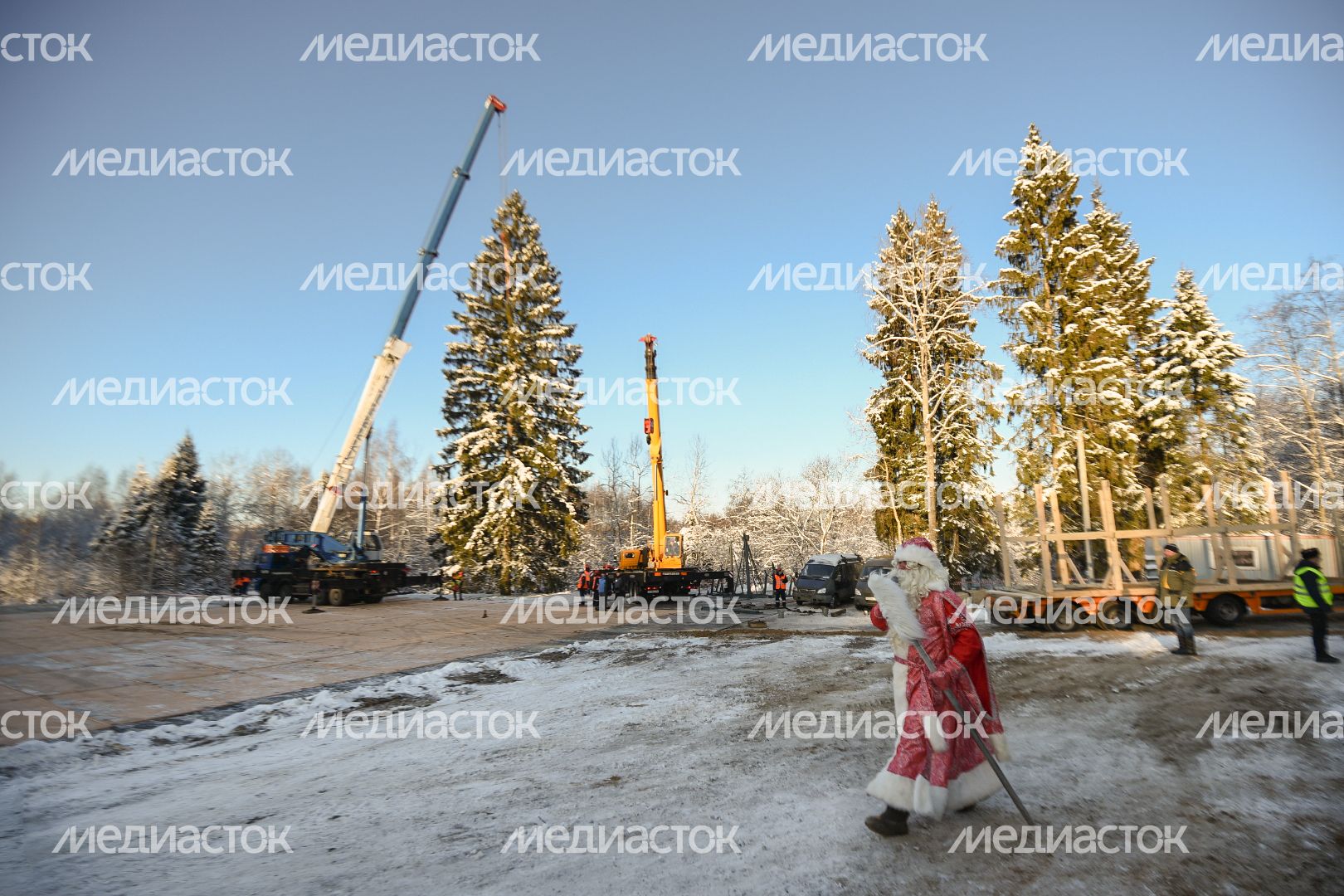 Сруб главной новогодней ели страны в Щелковском районе Подмосковья