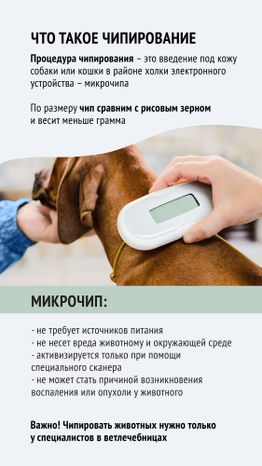 Чипирование-03.jpg