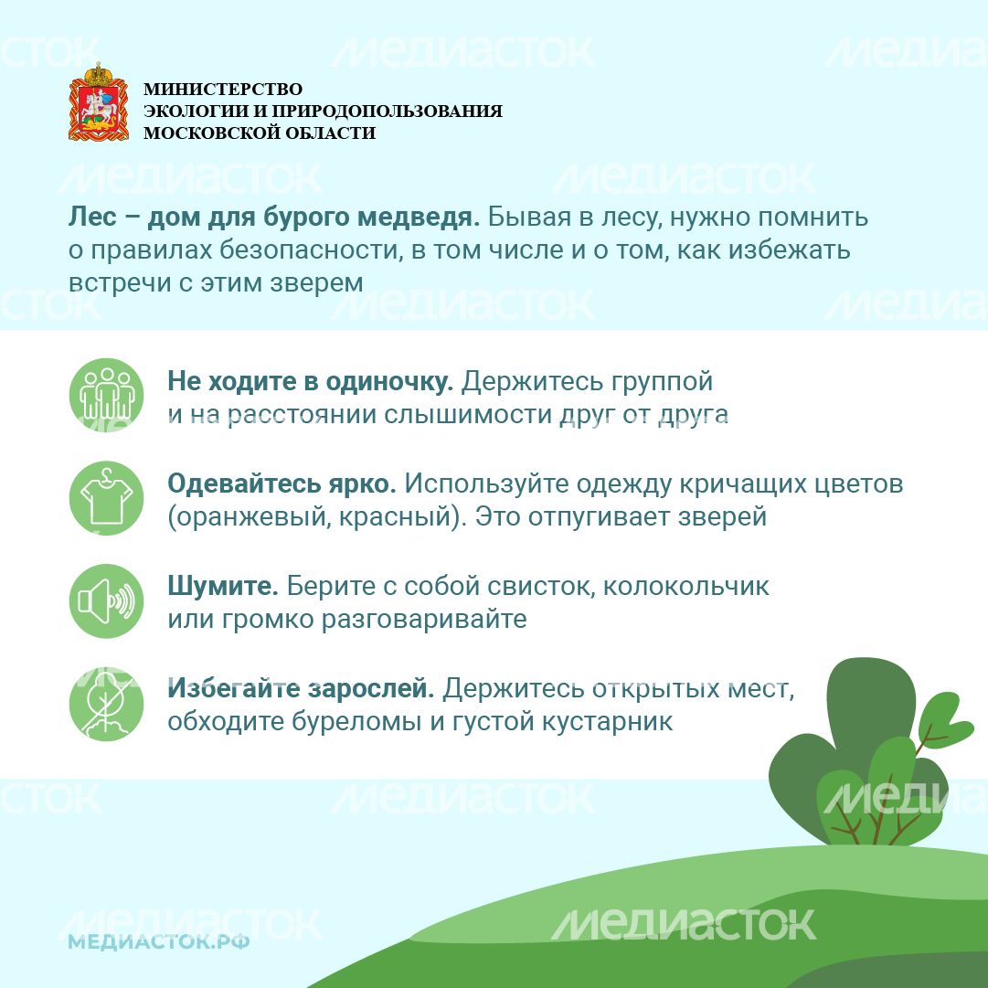 Медведь – сосед, которого нужно знать_квадрат 07