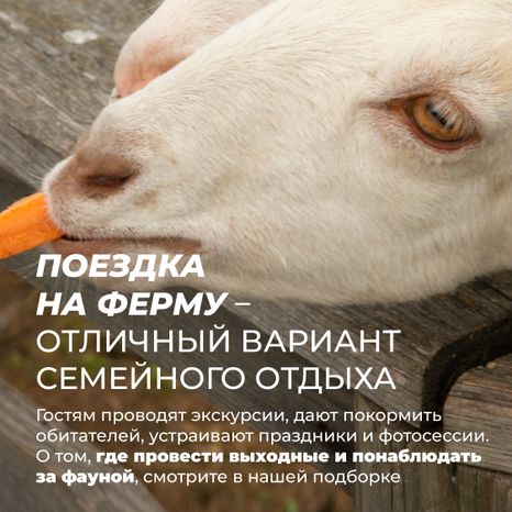Фермы с животными