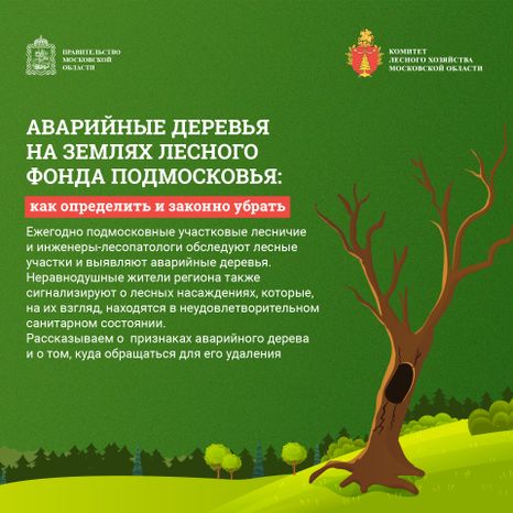 Аварийные деревья