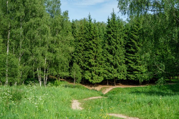 Парк "Городской лес" в Домодедово