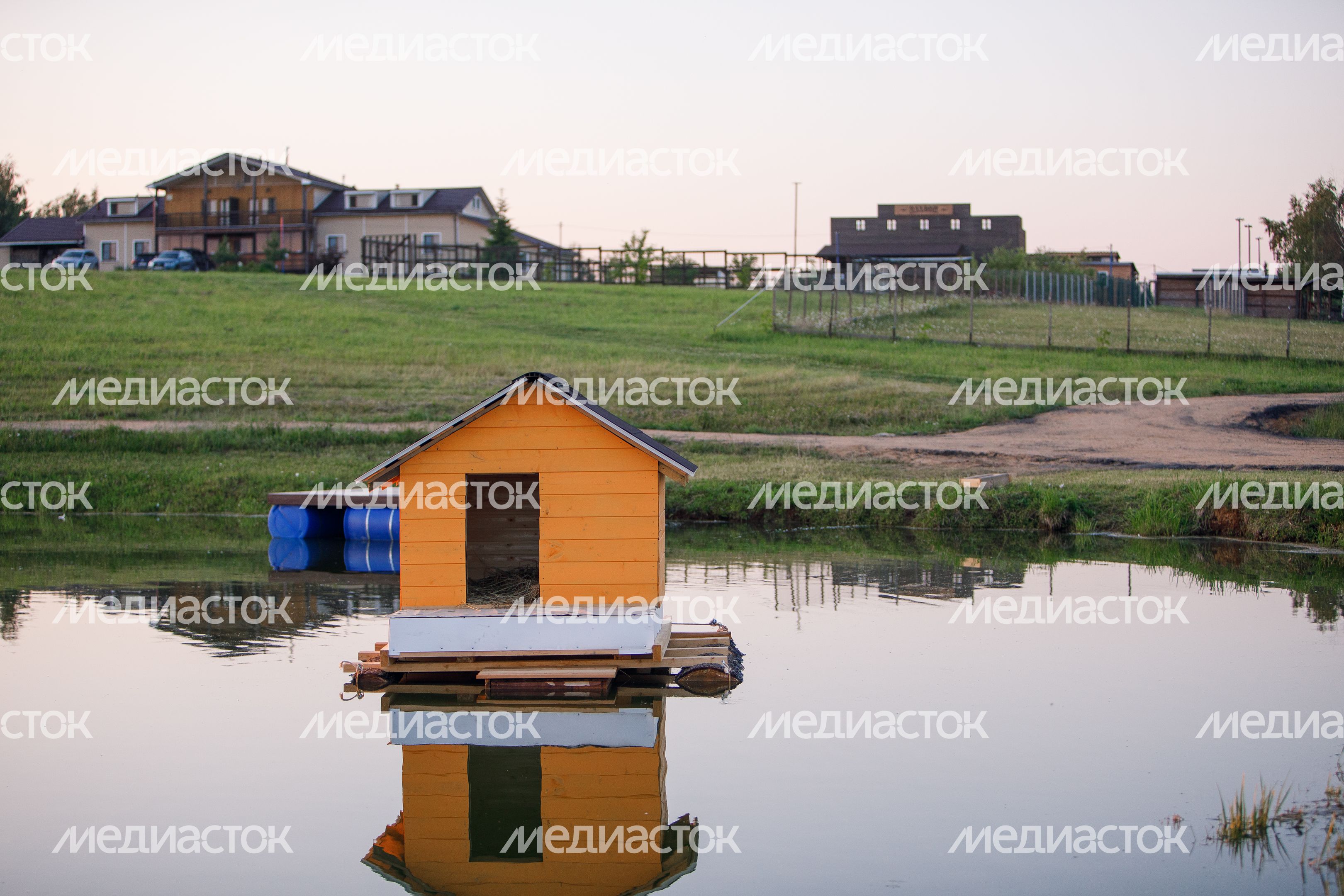 Дмитров. Ферма «Российские альпаки» Дмитров. Ферма «Российские альпаки»