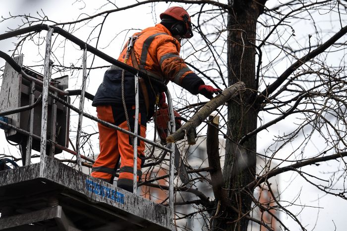 Обрезка тополей в Москве