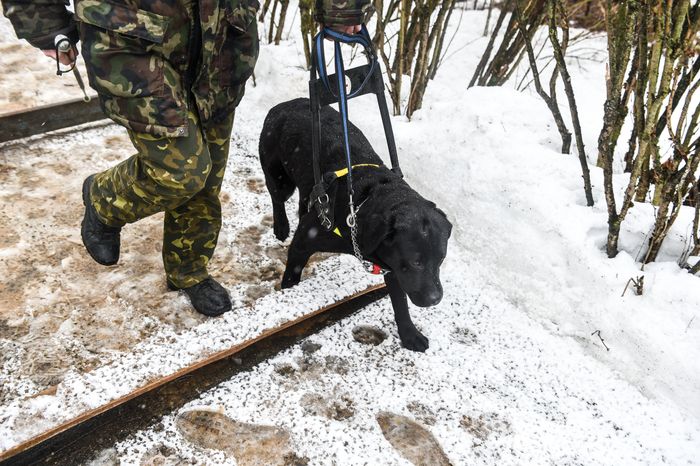 Школа собак‑проводников в Подмосковье