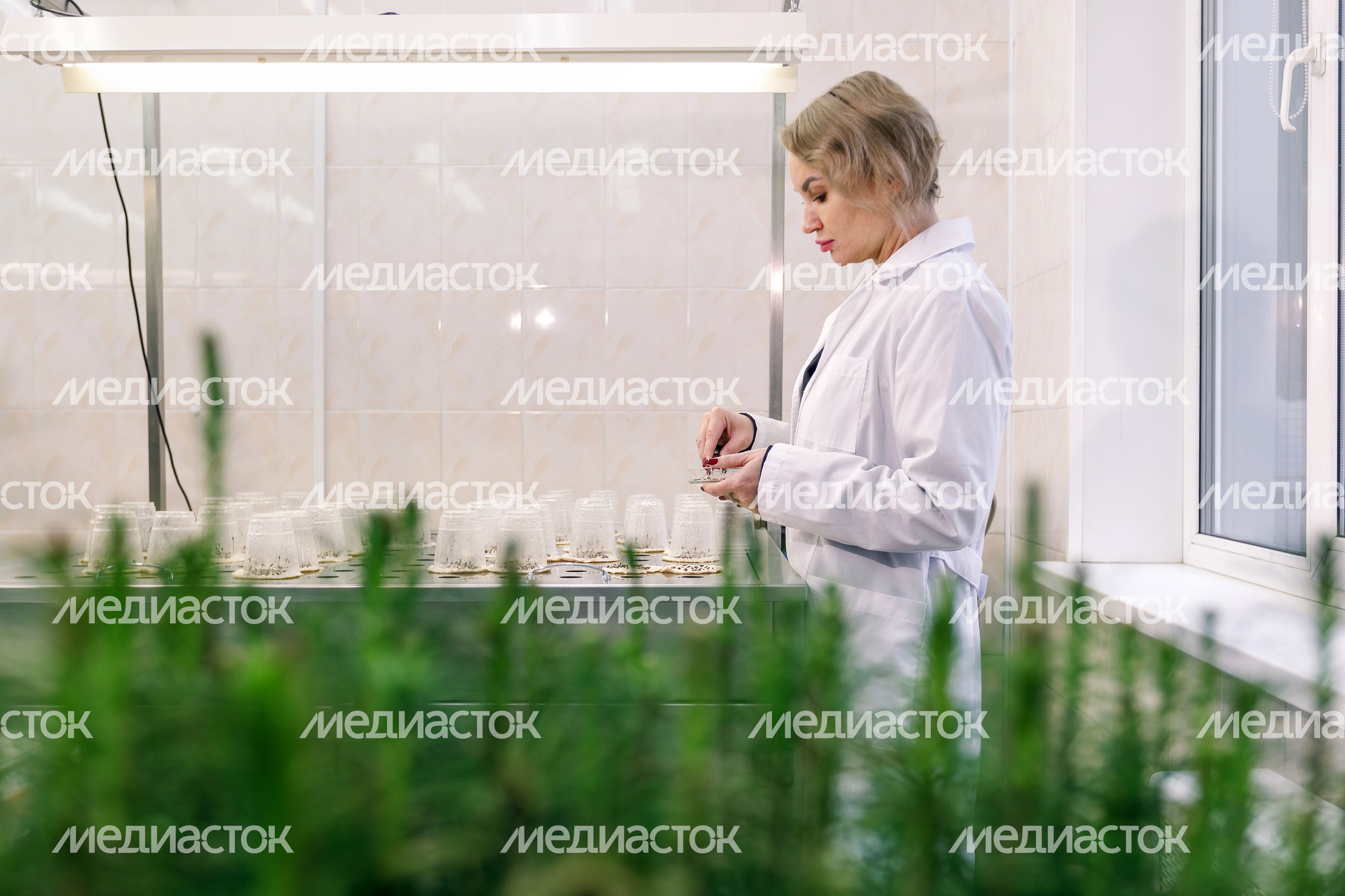 В лаборатории Рослесзащиты в Пушкино из шишек извлекают семена В лаборатории Рослесзащиты в Пушкино из шишек извлекают семена