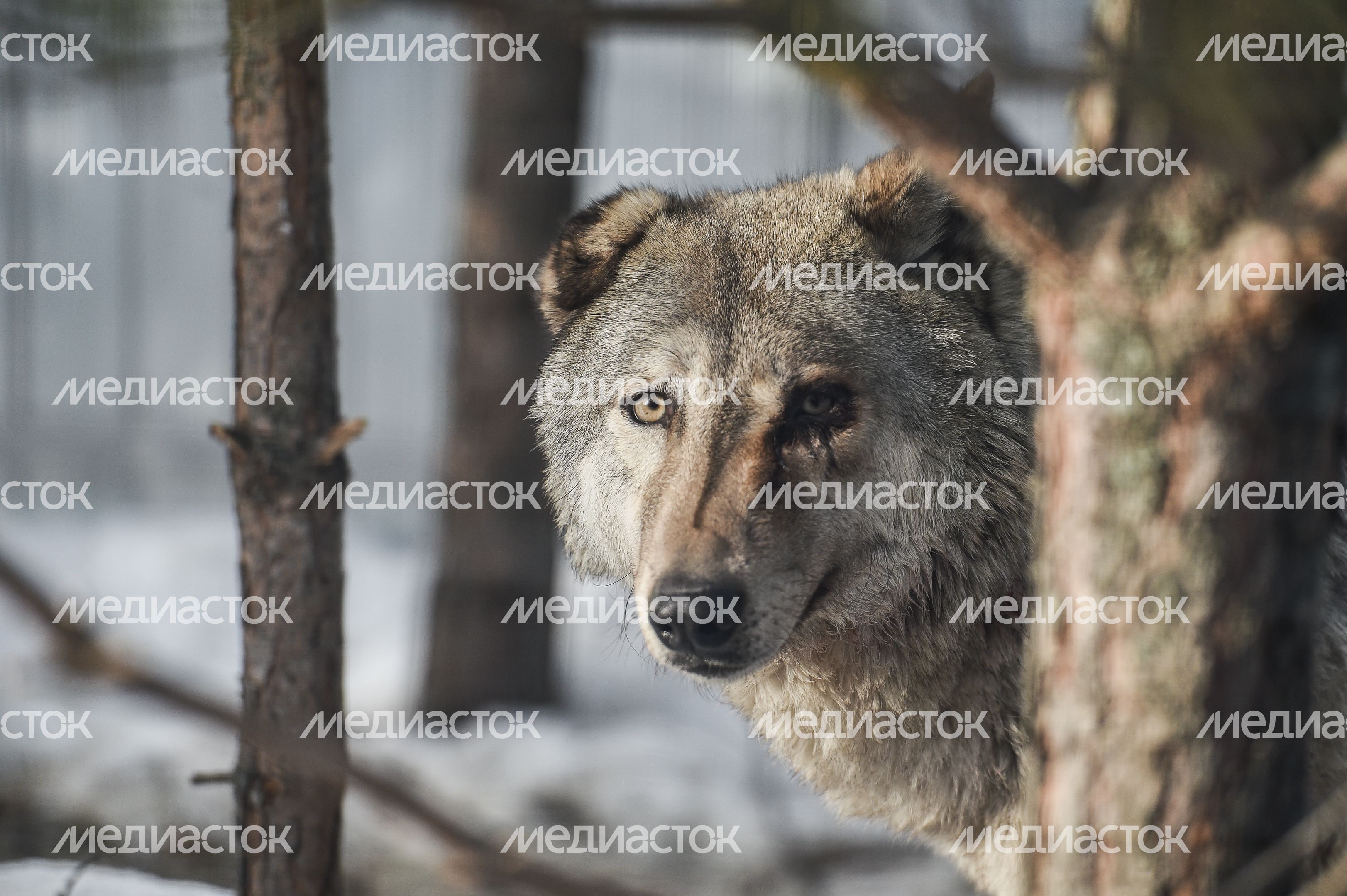 Частный приют Чертог Волка в Подмосковье Частный приют Чертог Волка в Подмосковье
