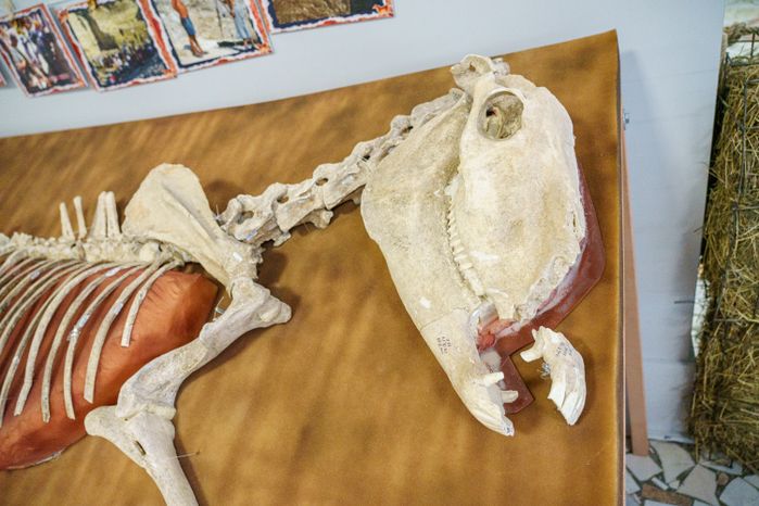 Ступино. Историко-краеведческий музей. Выставка «Лошадь. Equus. Hippos»