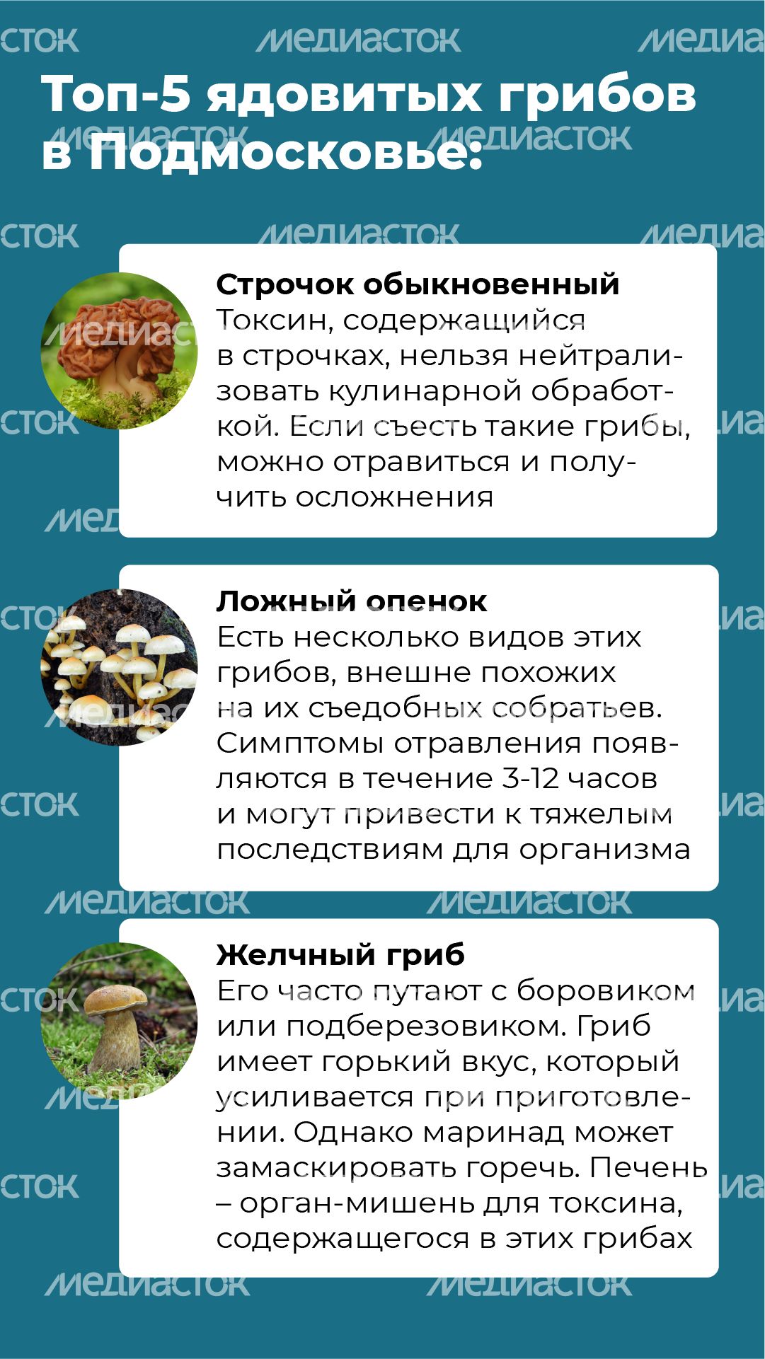 19 Вертикаль_грибы_05-100