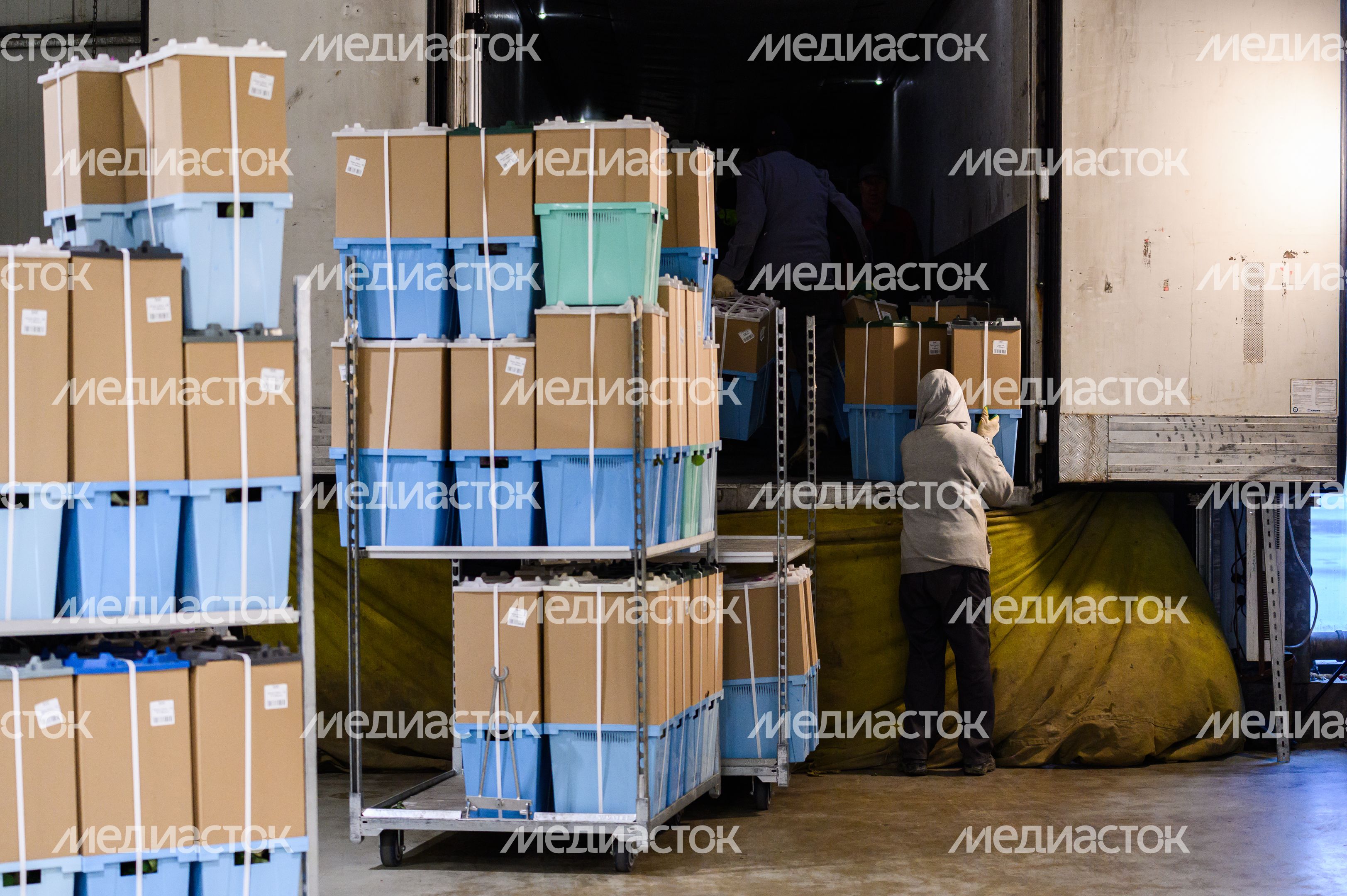 Голландские розы выращивают в тепличном комплексе «Подосинки» в Раменском Голландские розы выращивают в тепличном комплексе «Подосинки» в Раменском