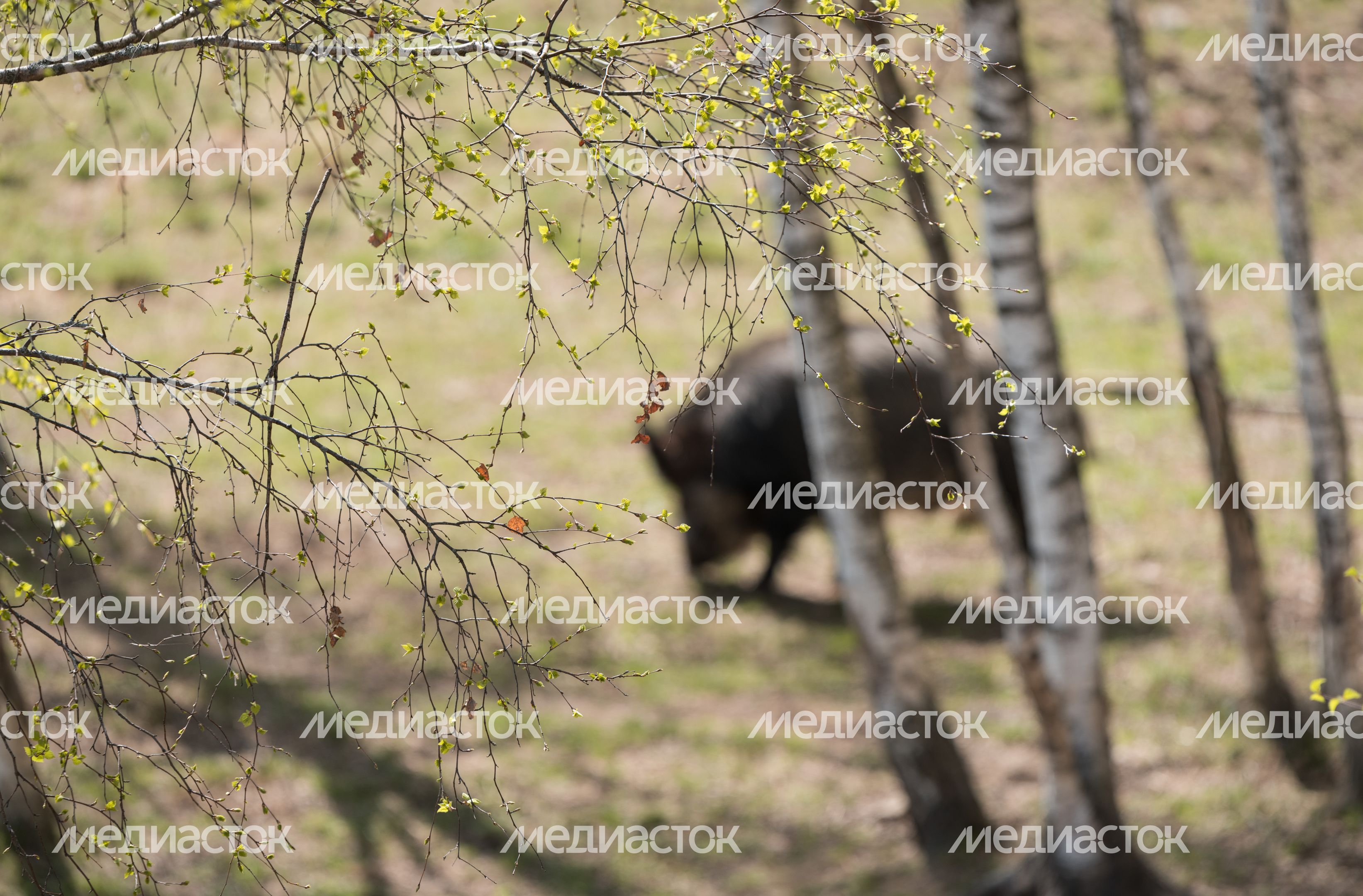 Национальный парк Лосиный остров