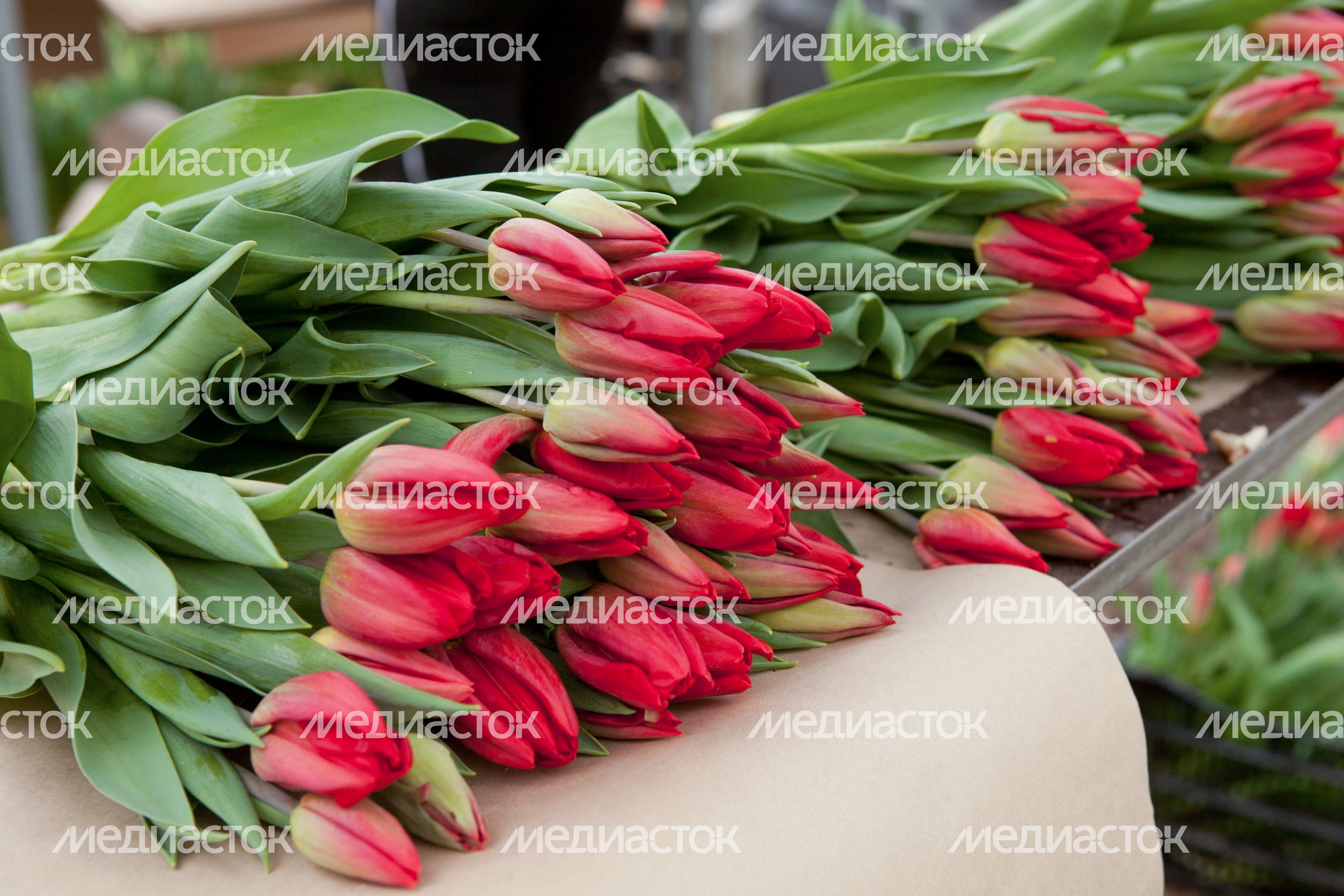 Тепличный комплекс в Раменском районе