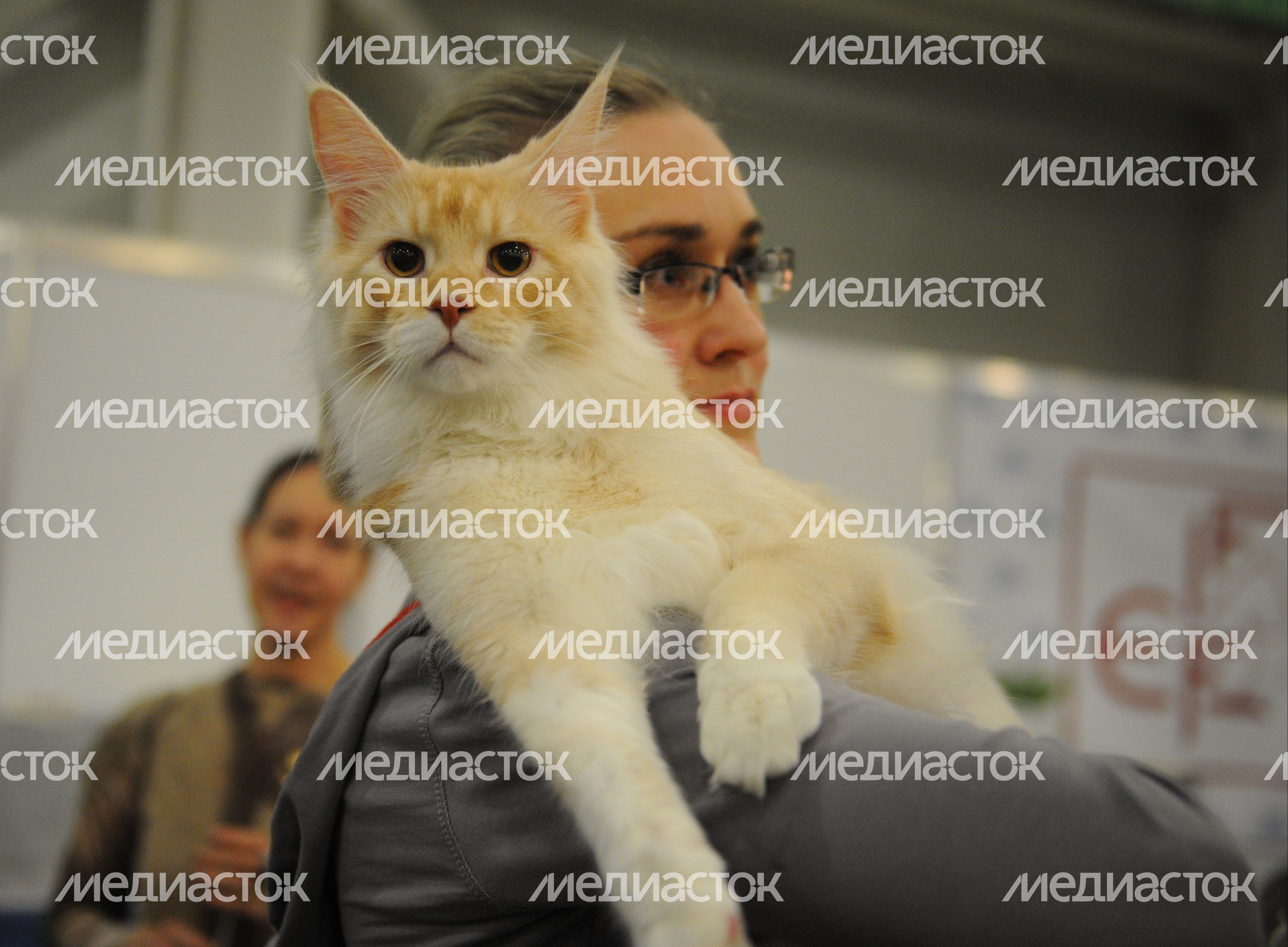 Международная выставка кошек «Кэтсбург-2015» в «Крокус Экспо»