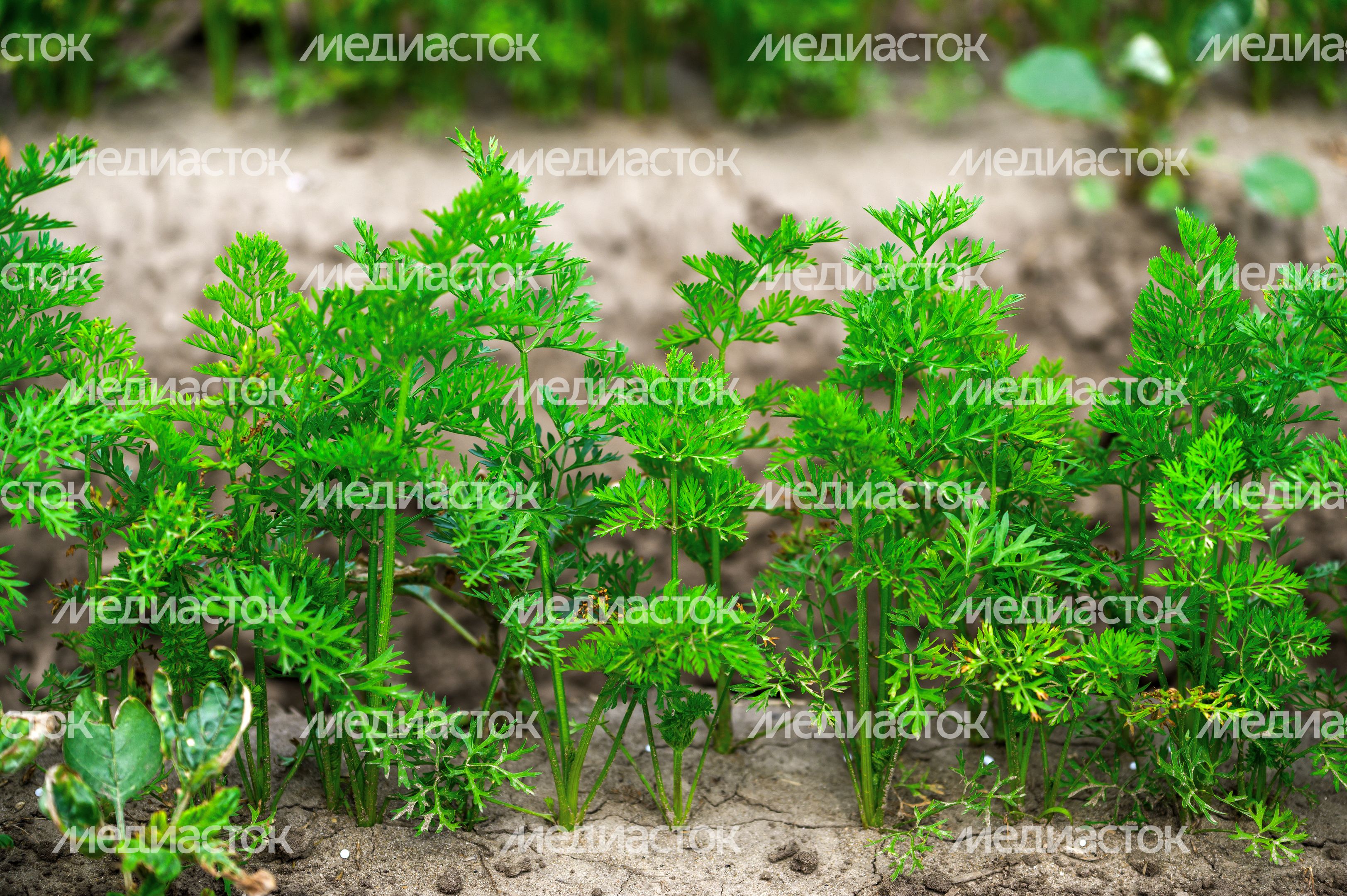 Выращивание моркови на полях ООО «Сергиевское» в Коломне Выращивание моркови на полях ООО «Сергиевское» в Коломне