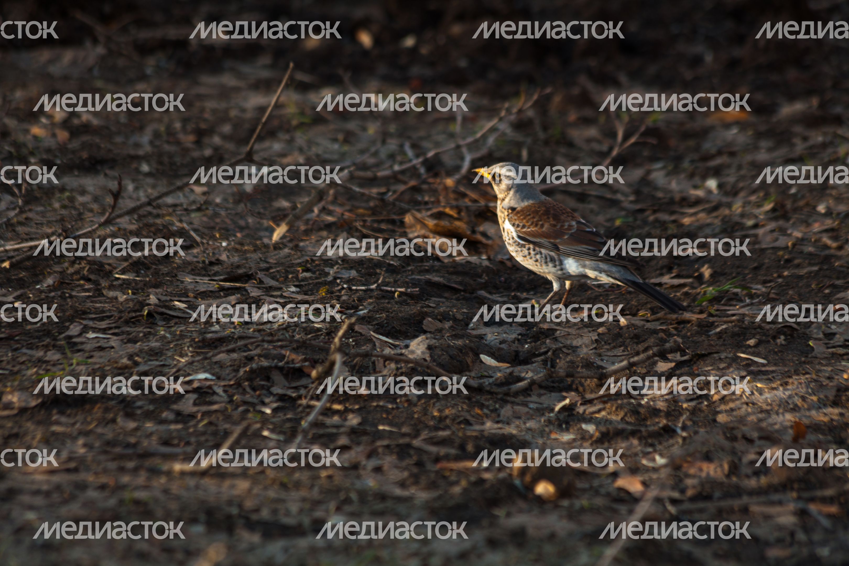 Птицы Подмосковья – дрозд-рябинник весной в парке Птицы Подмосковья – дрозд-рябинник весной в парке