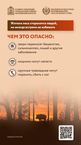 Что делать при встрече с диким животным вертикаль 02