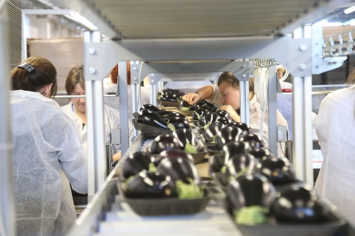 Рабочий визит губернатора Подмосковья и министра сельского хозяйства РФ тепличный комплекс «Агрокультура Групп