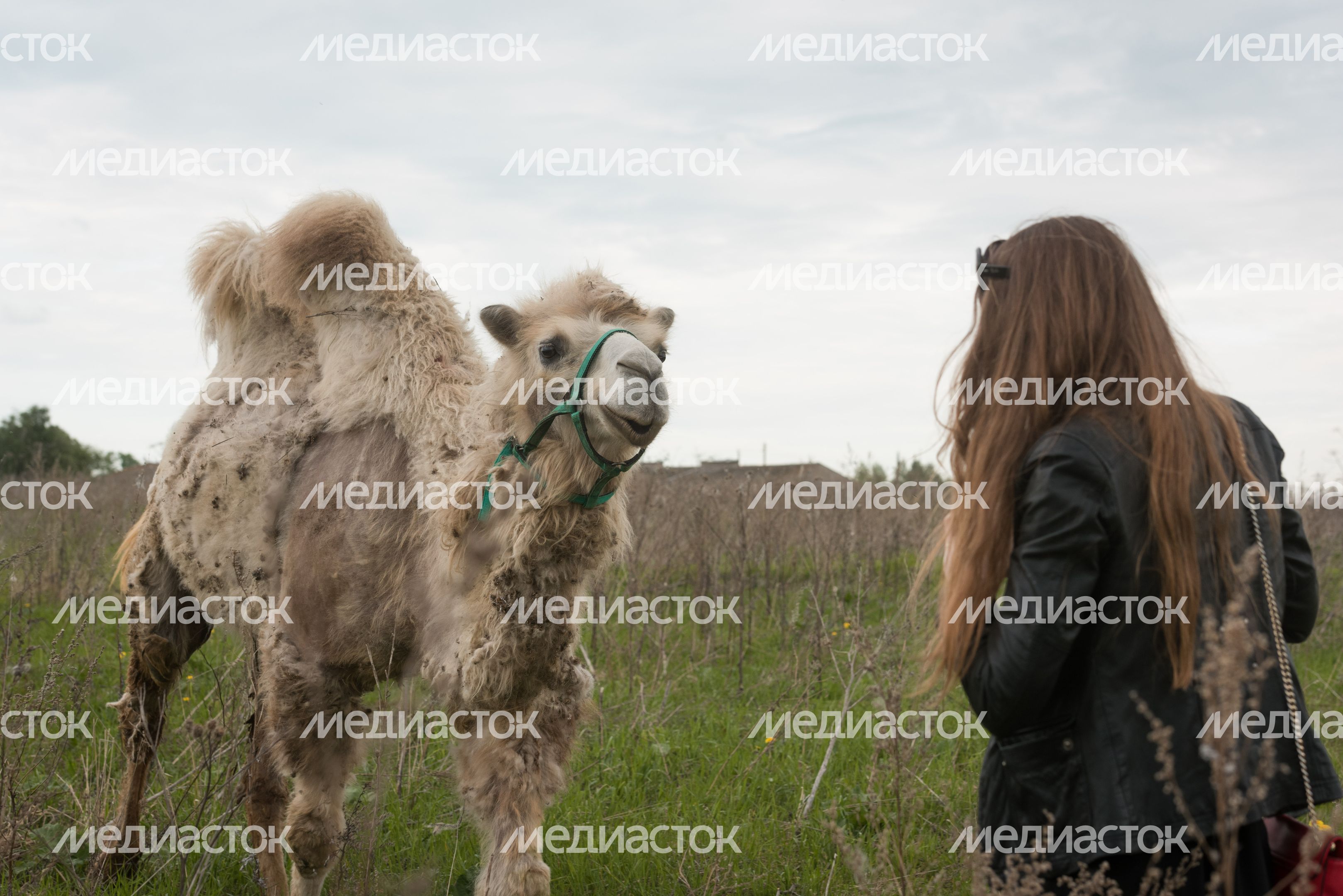 Конюшня-приют «Шанс на жизнь» в Клинском районе Подмосковья