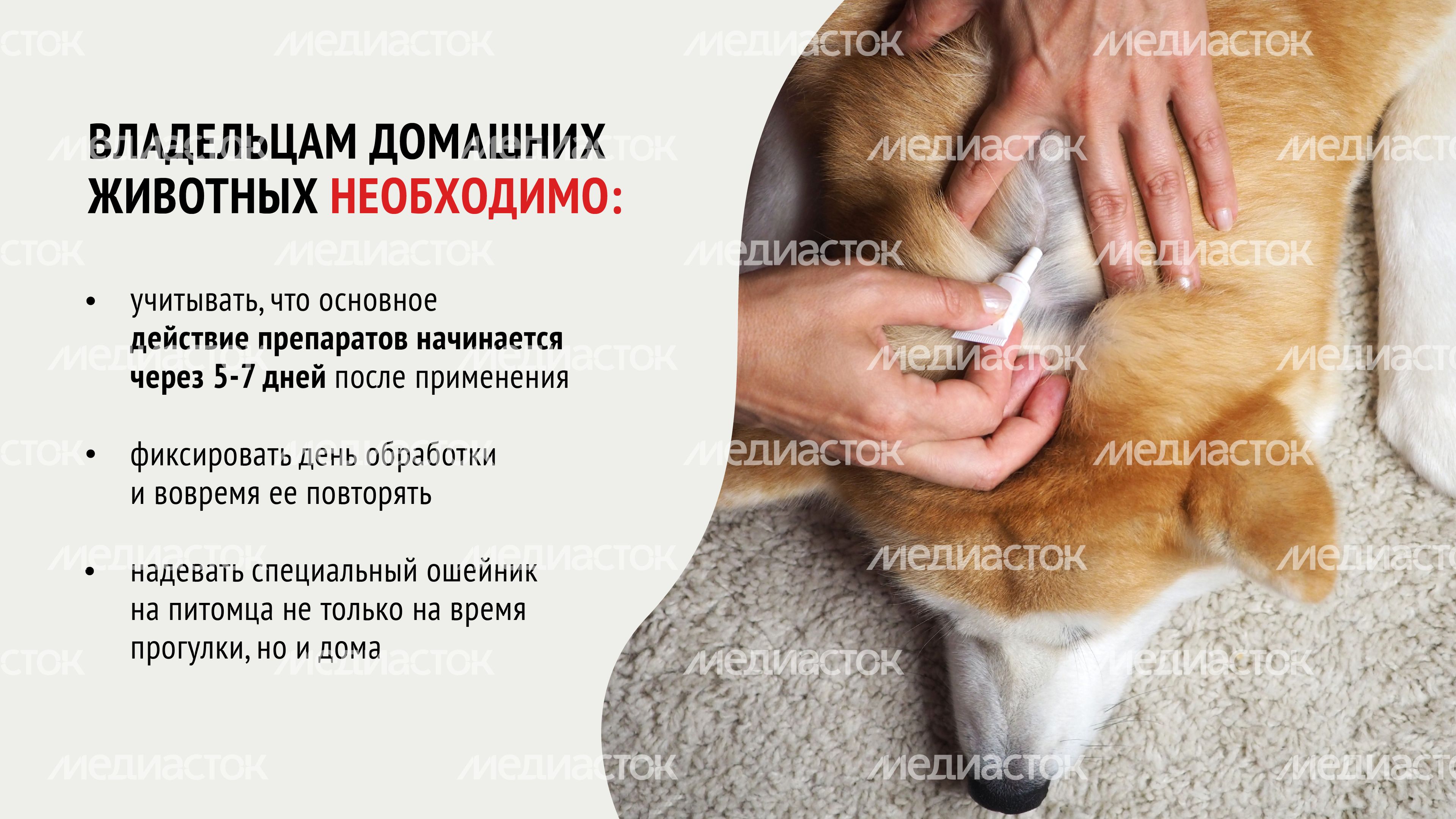 Клещи-08.jpg