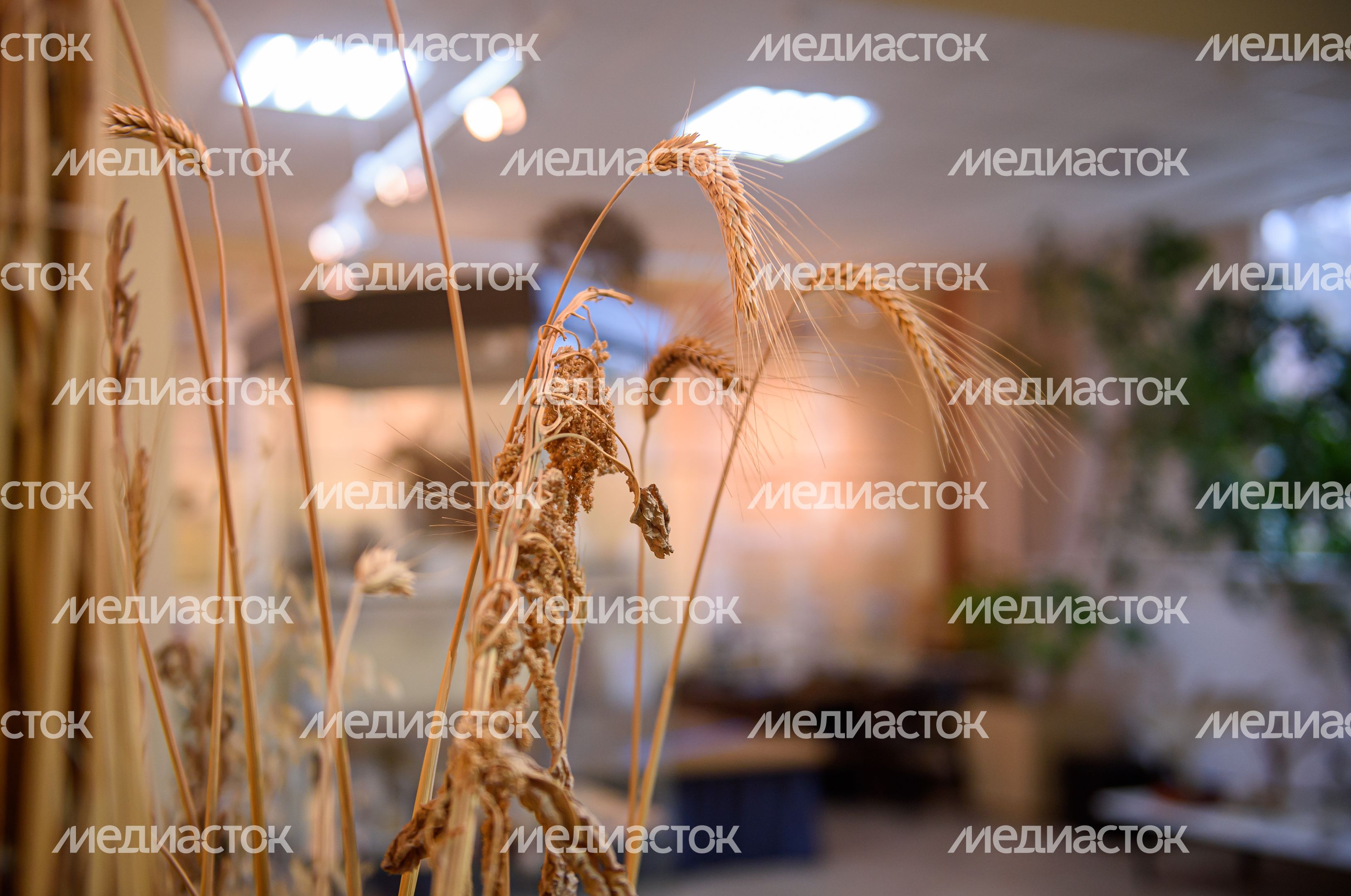 Пущинский музей экологии и краеведения