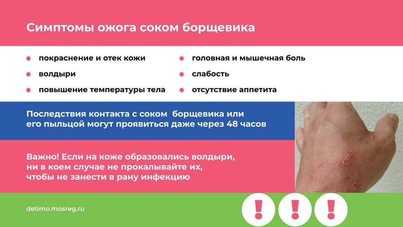 Горизонталь_Борщевик Сосновского_05.png