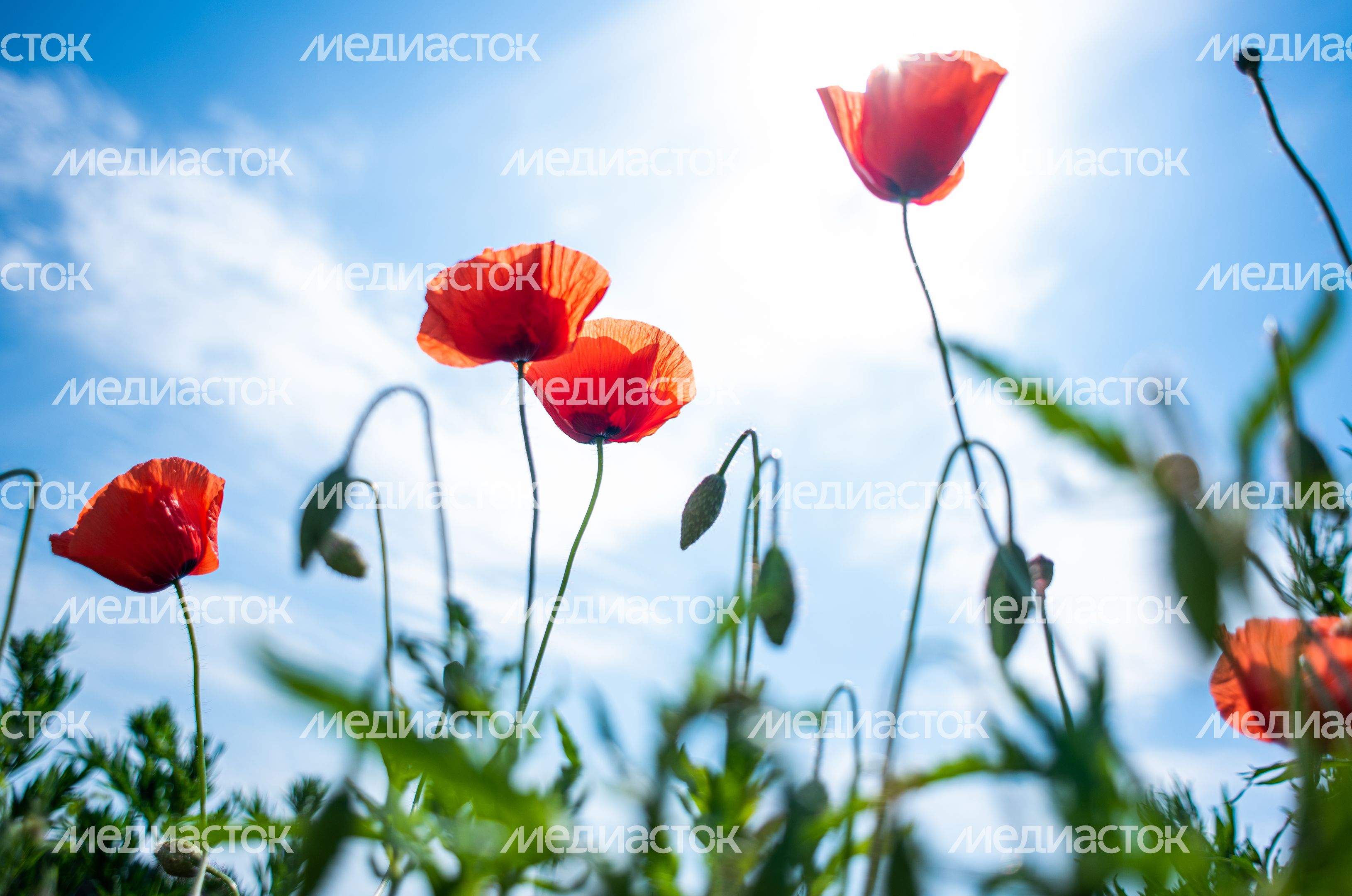 Голубые озера в Луховицах