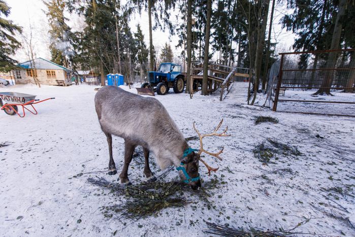 Оленья ферма ZooОleni в Рузском округе