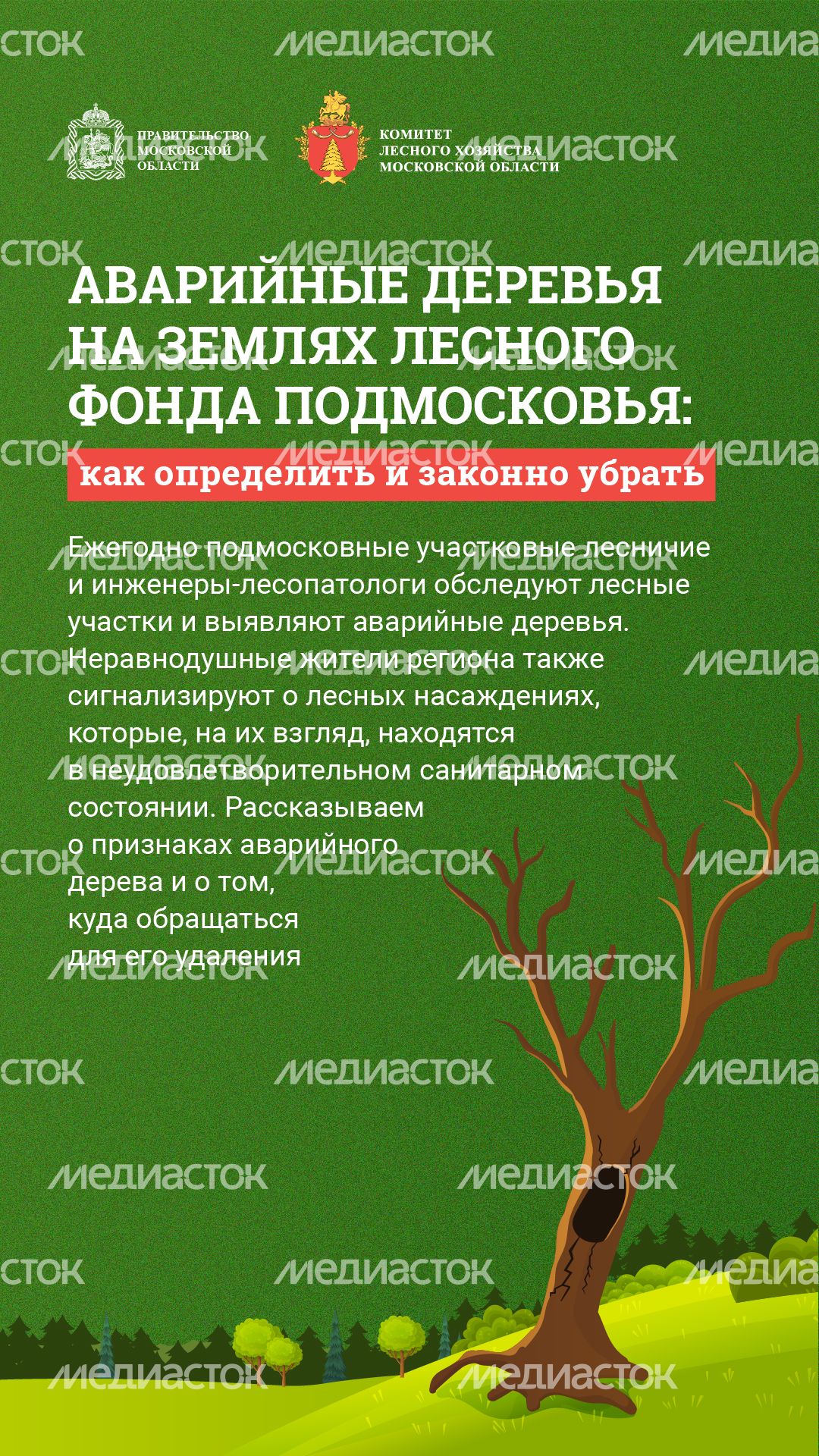 Вертикаль_ аварийные деревья_01-100.jpg