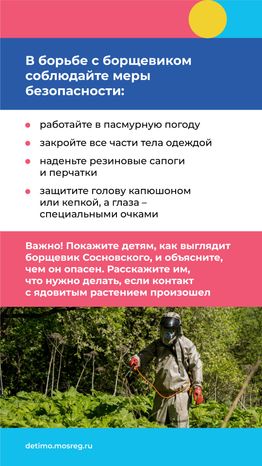 Вертикаль_Борщевик Сосновского_10.png