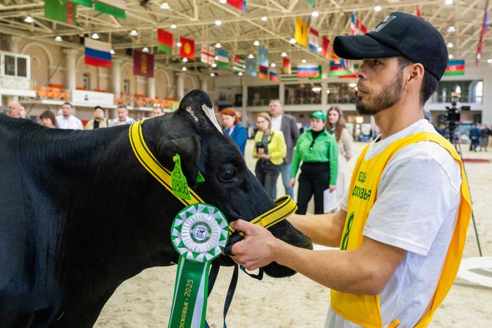 Абсолютная чемпионка выставки племенных животных «Звезды Подмосковья-2025» - корова Давность из Пушкинского округа