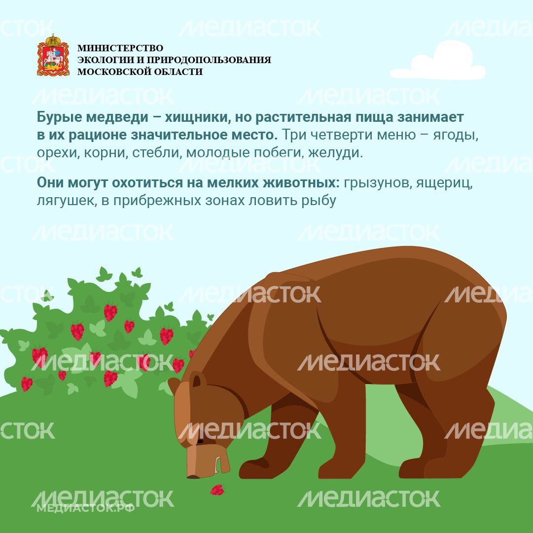 Медведь – сосед, которого нужно знать_квадрат 04 Медведь – сосед, которого нужно знать_квадрат 04