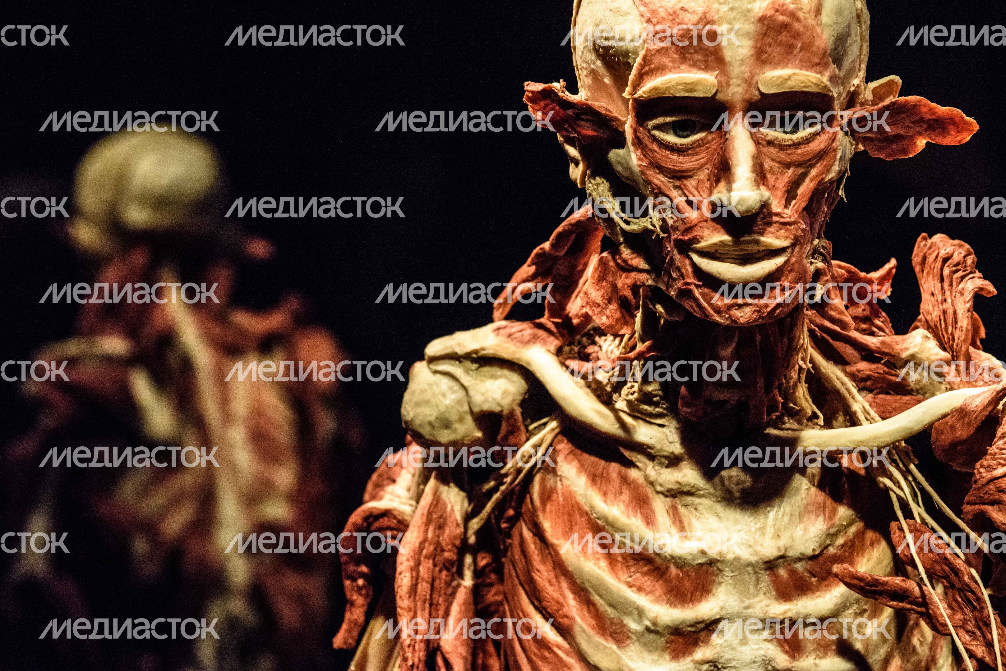 Выставка «Body Worlds» на ВДНХ