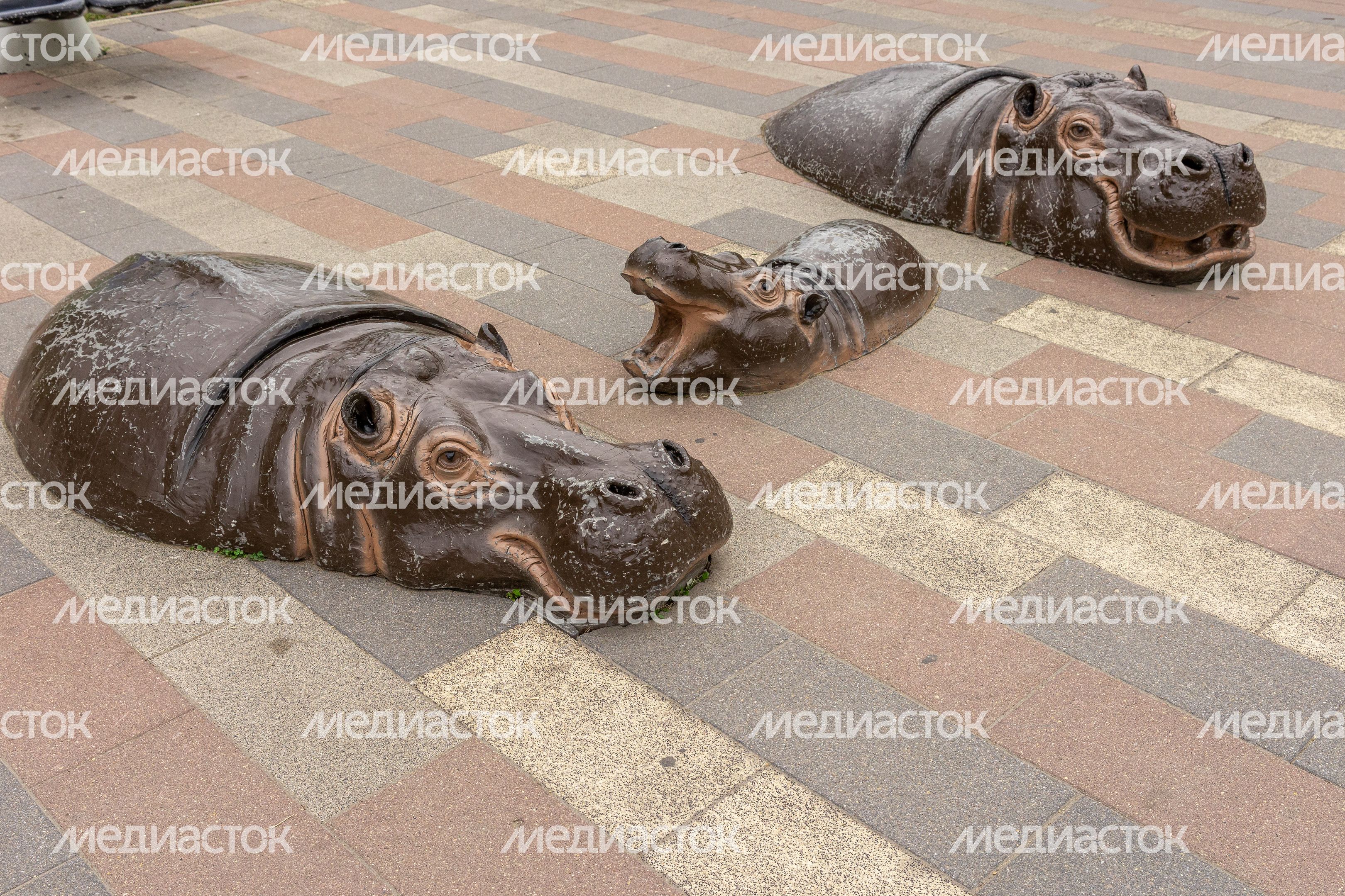 Бегемоты