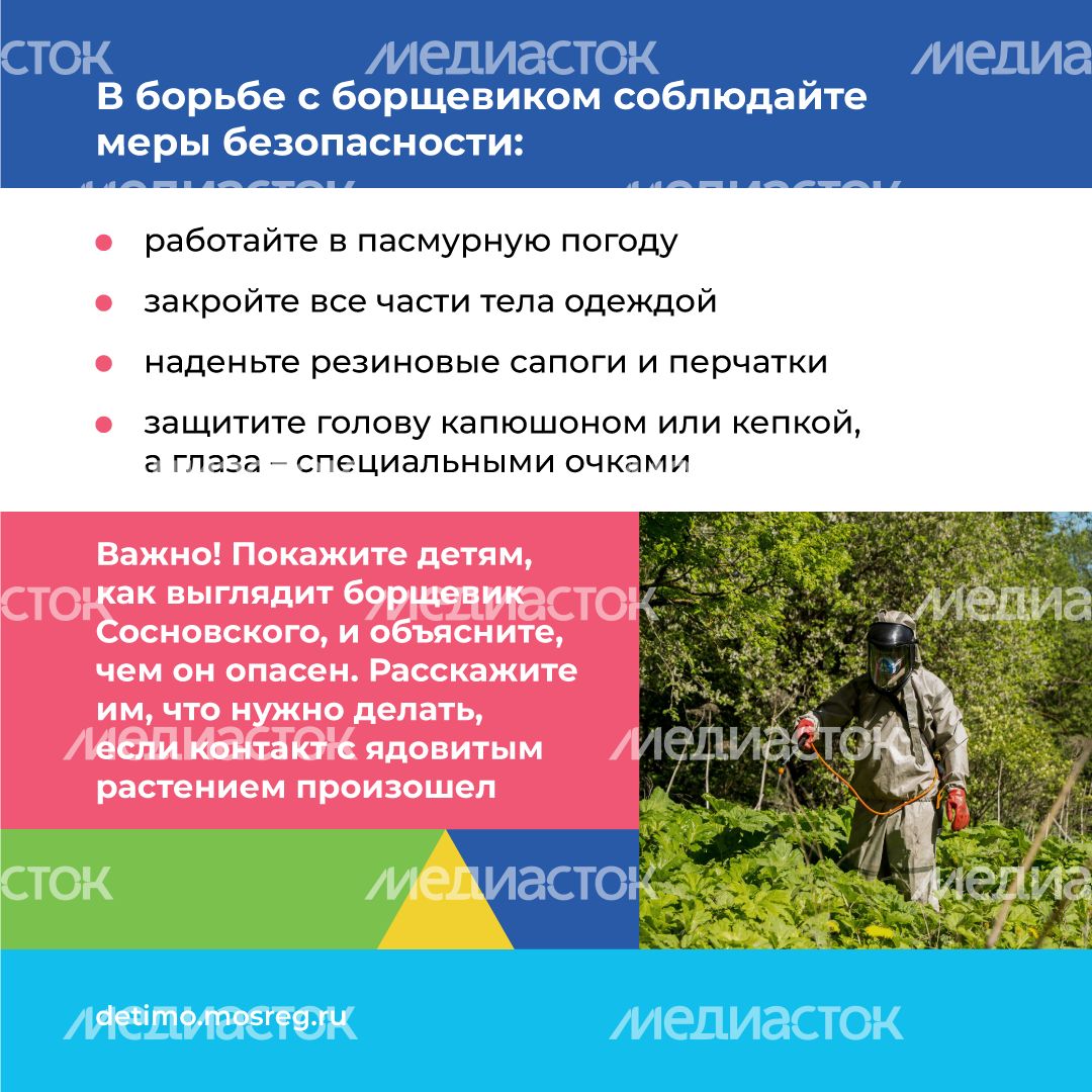 Квадрат_Борщевик Сосновского_10.png