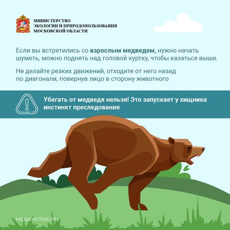 Медведь – сосед, которого нужно знать_квадрат 09