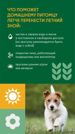 Как защитить домашнего любимца от перегрева во время жары вертикаль (4)