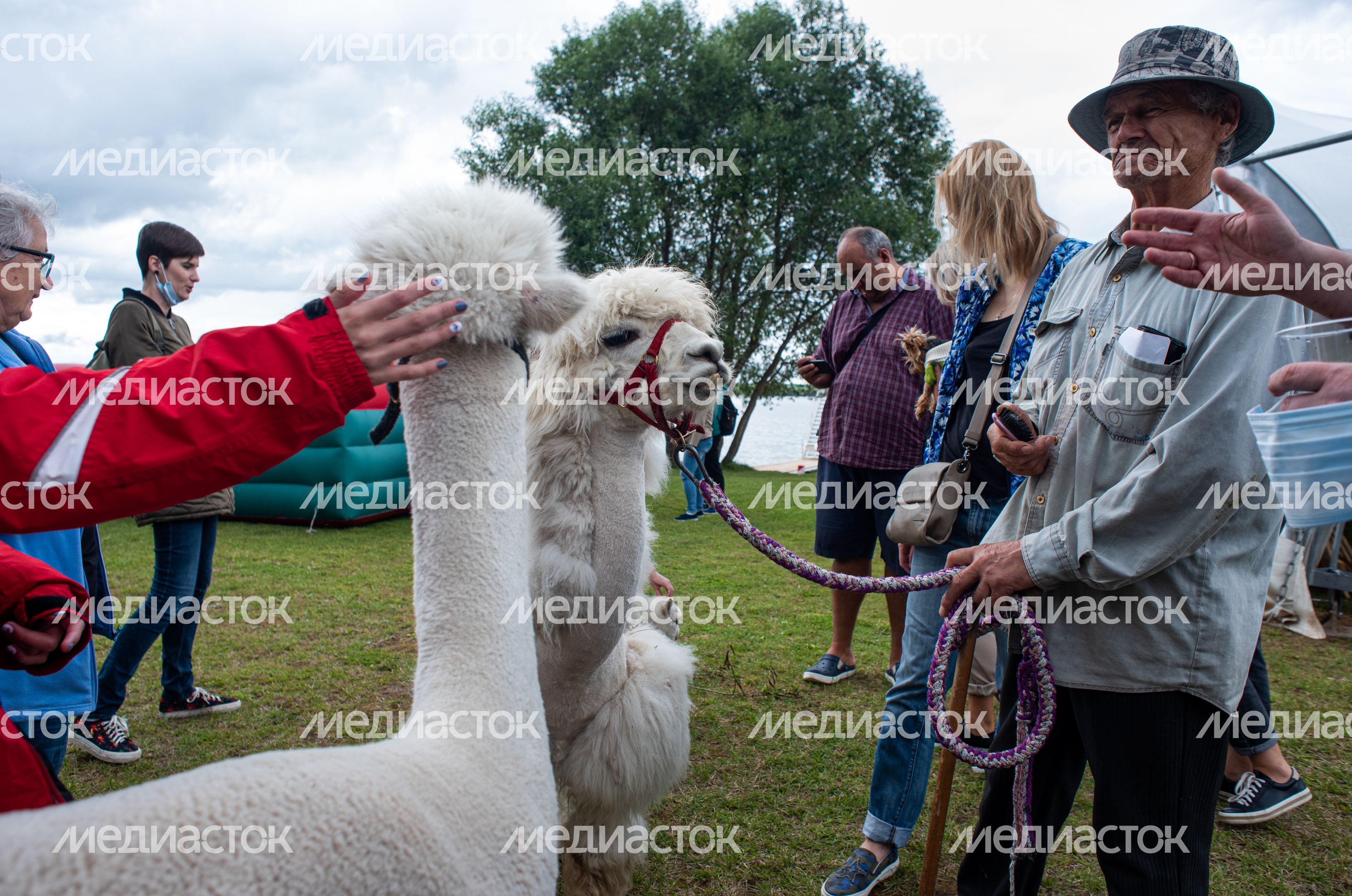 Гастрономический фестиваль Alpaca Wellbeing Fest