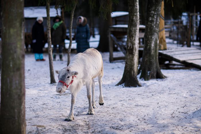 Оленья ферма ZooОleni в Рузском округе