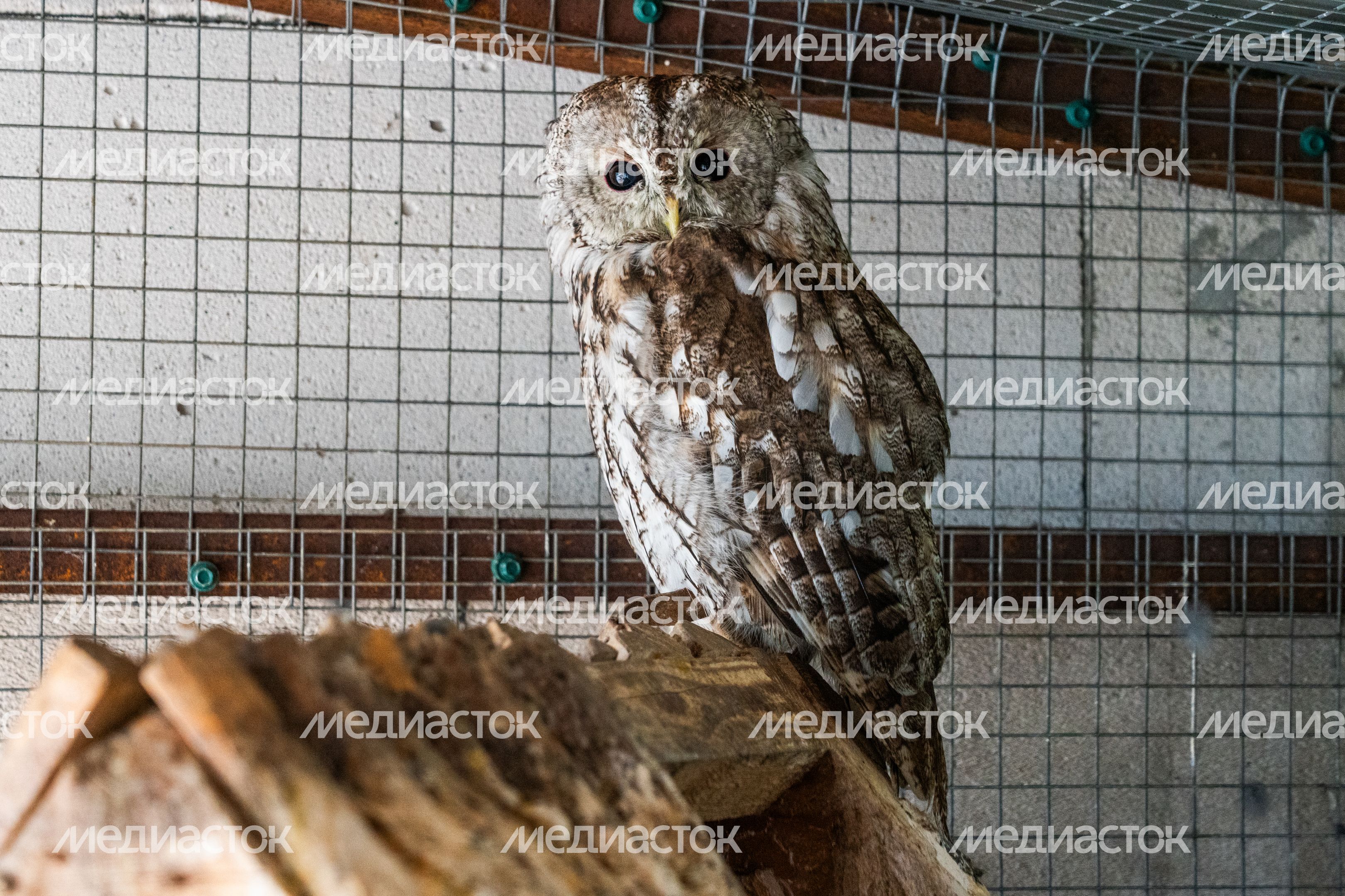 Оленья ферма ZooОleni в Рузском округе летом Оленья ферма ZooОleni в Рузском округе летом