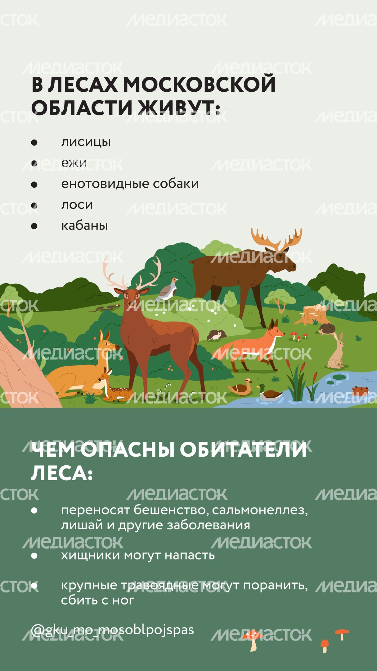 Вертикаль Безопасность в лесу 03.jpg
