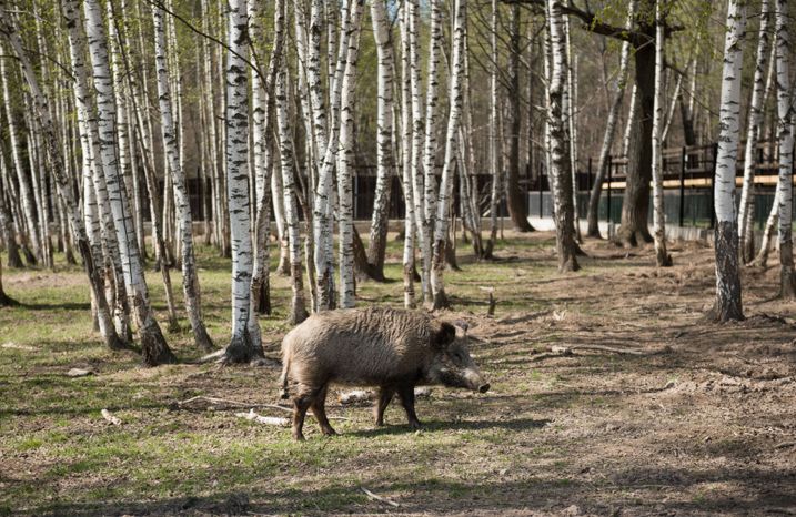 Национальный парк Лосиный остров