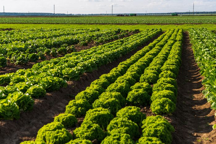 Выращивание сельхозпродукции на полях компании «Дмитровские овощи»