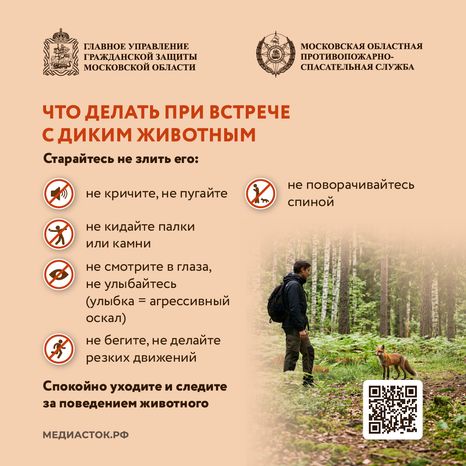 Что делать при встрече с диким животным квадрат 04