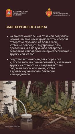 Ягоды, грибы, лекарственные растения вертикаль 09